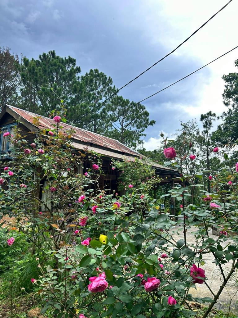 Romantic house on a pine hill 2