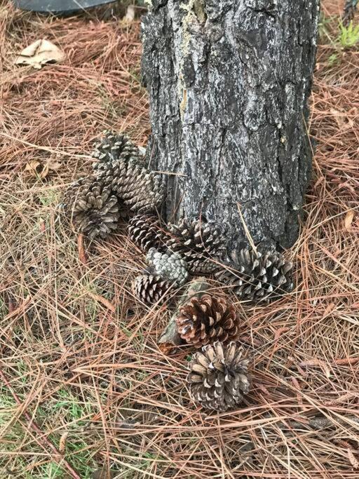 Flamingo Dai Lai villa 5-bedroom with elevator