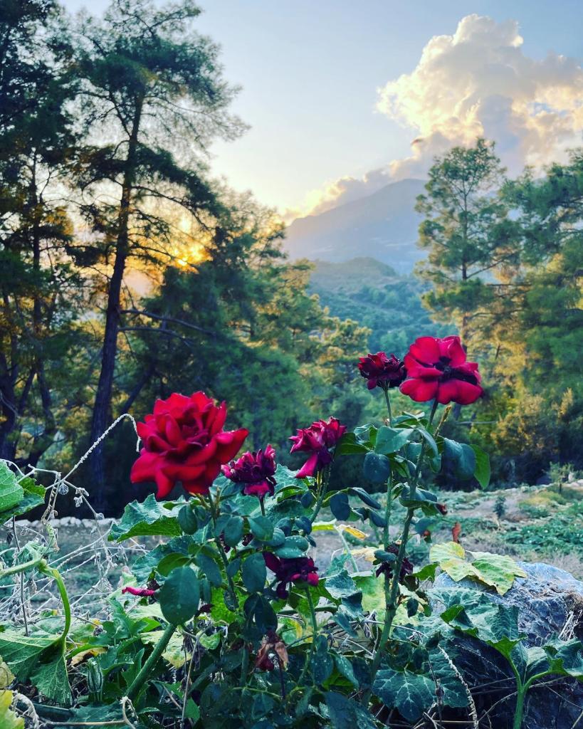 Olympos Ceratonia Dağ evi photo 3