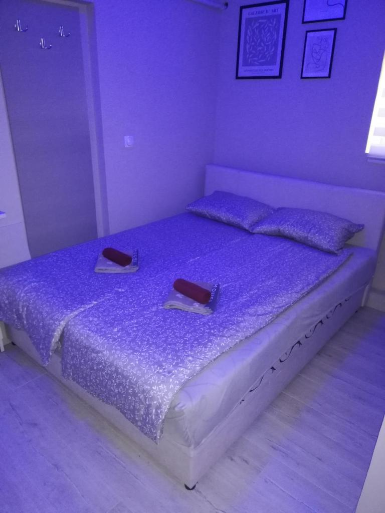 Blue Carpet Rooms