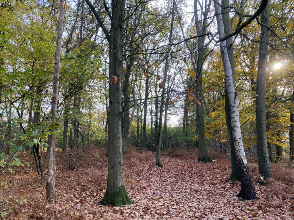 Groepsaccommodatie - De Ooymanhoeve photo 2