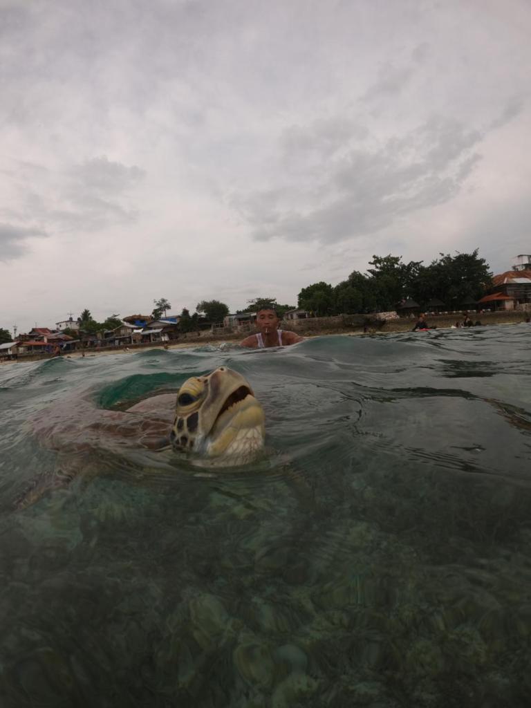 Moalboal Indino's Guesthouse sardines run and sea turtle 1 minute walking distance photo 2