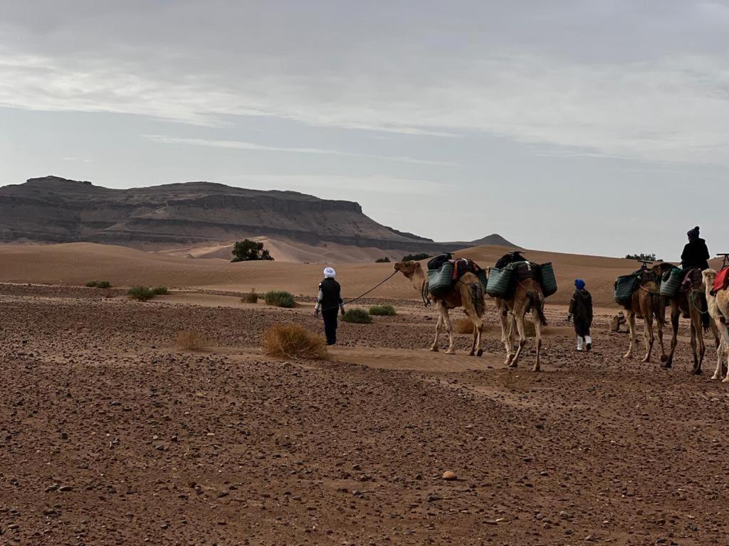 Mhamid wild Trekking Camels photo 4