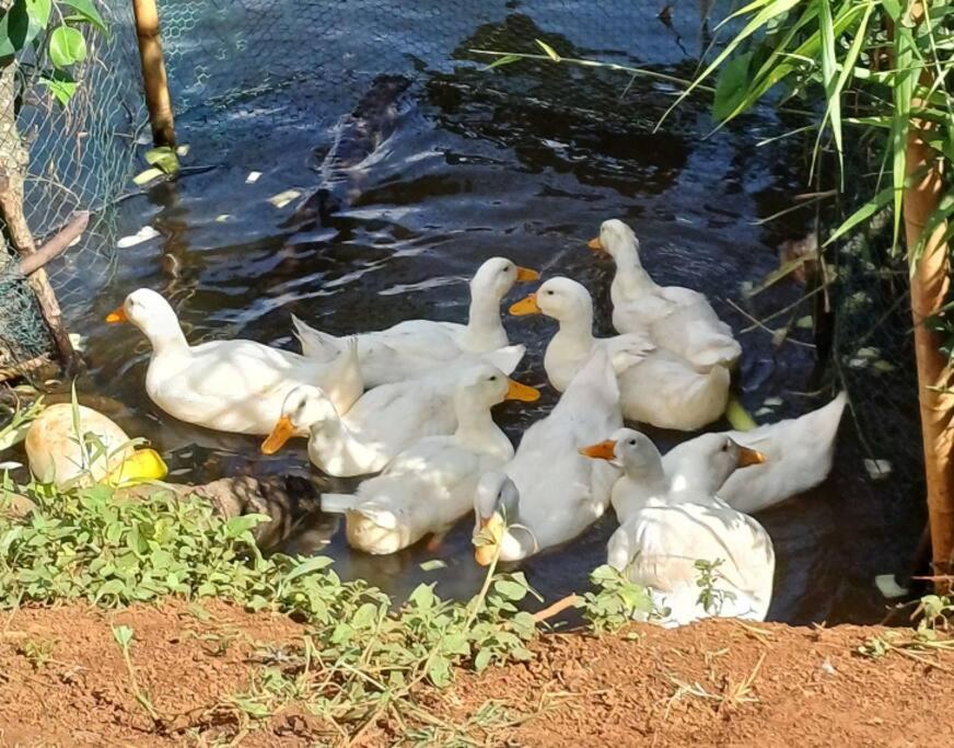 The FARM on the LAKE