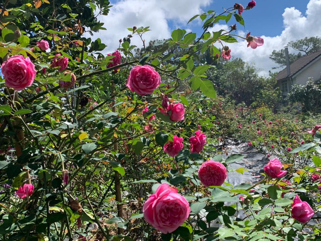 Romantic house on a pine hill 2