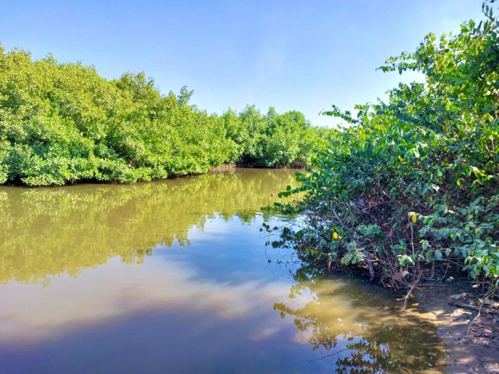 MANGROVE BEACH photo 4