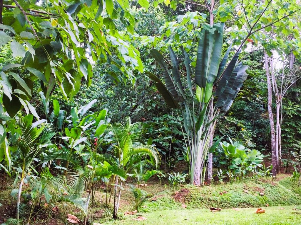 Hostel Osa Tucan Corcovado photo 3
