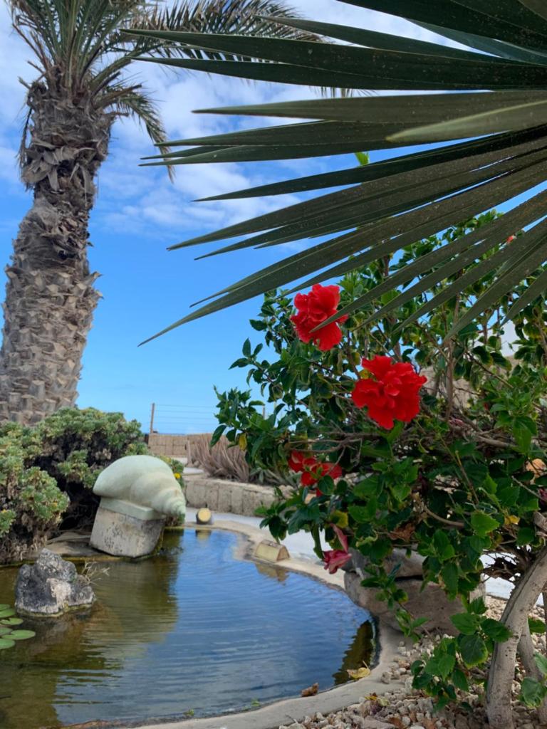 Little Paradise in El Médano 2 photo 1