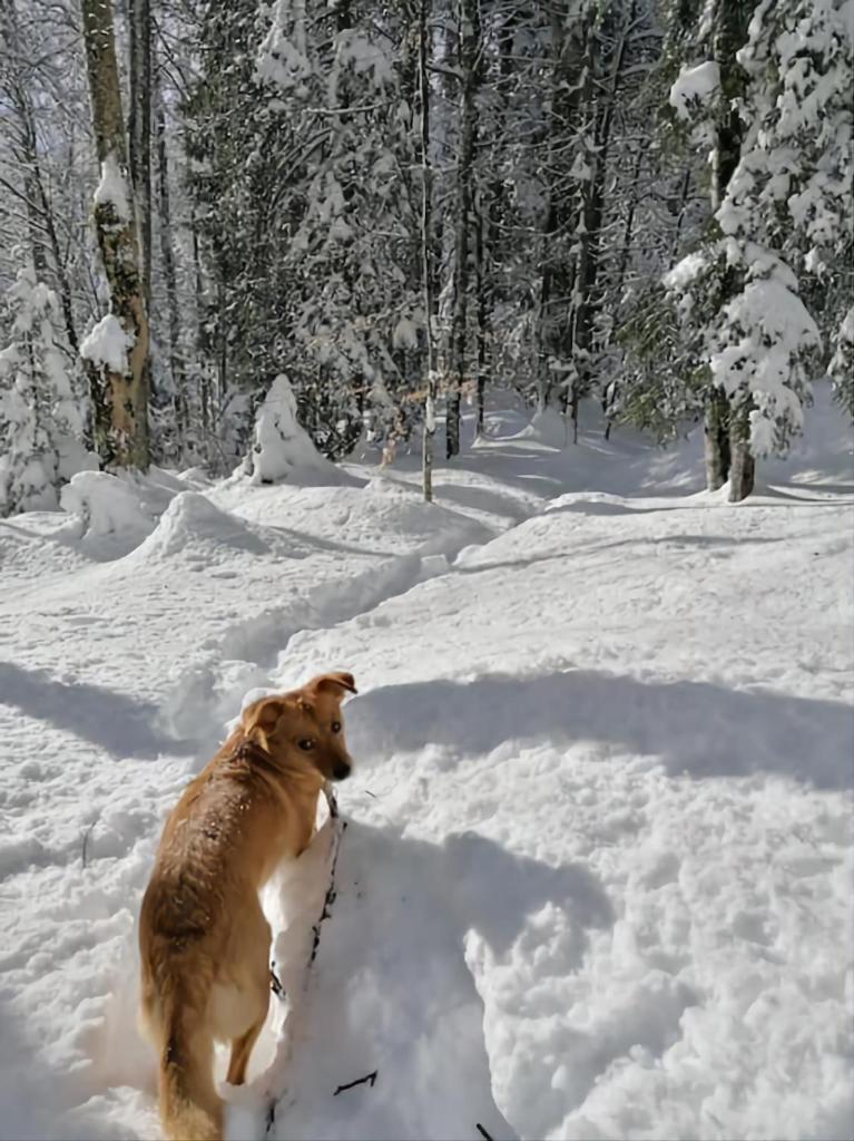 Gemütliche FeWo mit Sauna inmitten der Berge photo 3