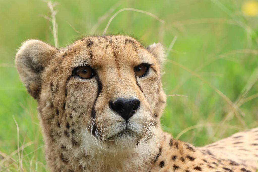 Tenikwa Wildlife Centre photo 3