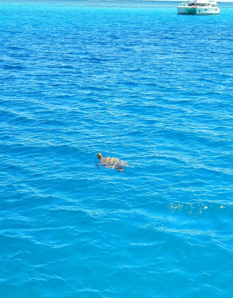 TIVA Catamaran MOOREA photo 3