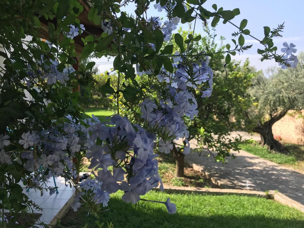 Spiti Ostria photo 1