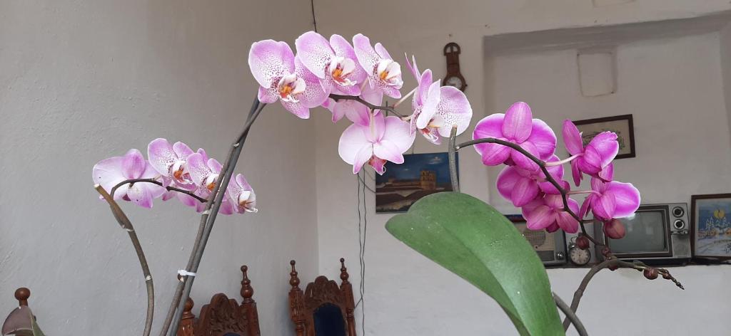 Casa Orquidea Hostal Barichara photo 3