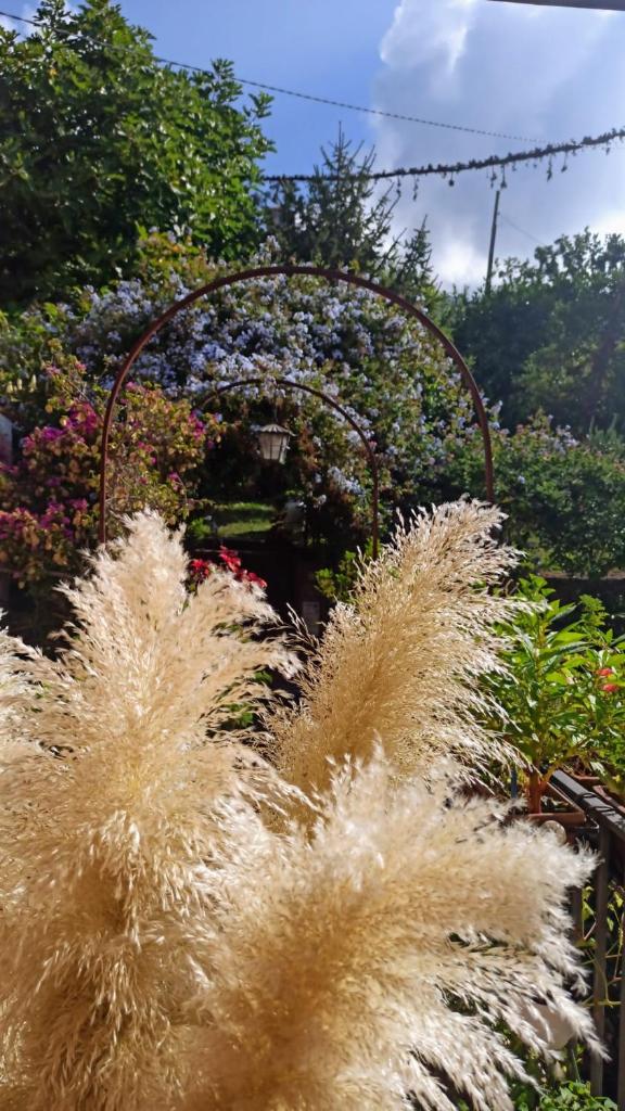 The Secret Garden Maratea - Casa di Elena photo 3
