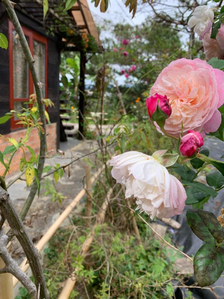 Romantic house on a pine hill 2