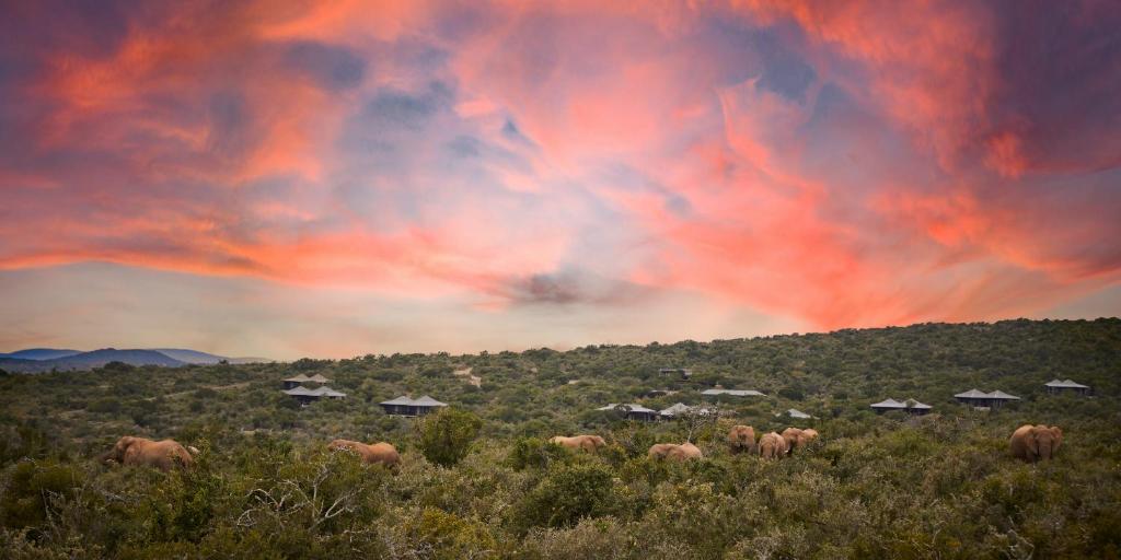 Kwandwe Ecca Lodge photo 1