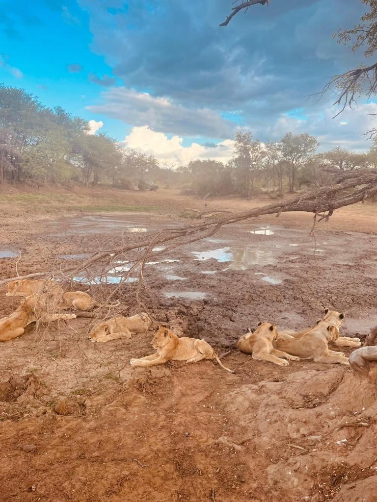 Wild Dog Guest Lodge photo 2