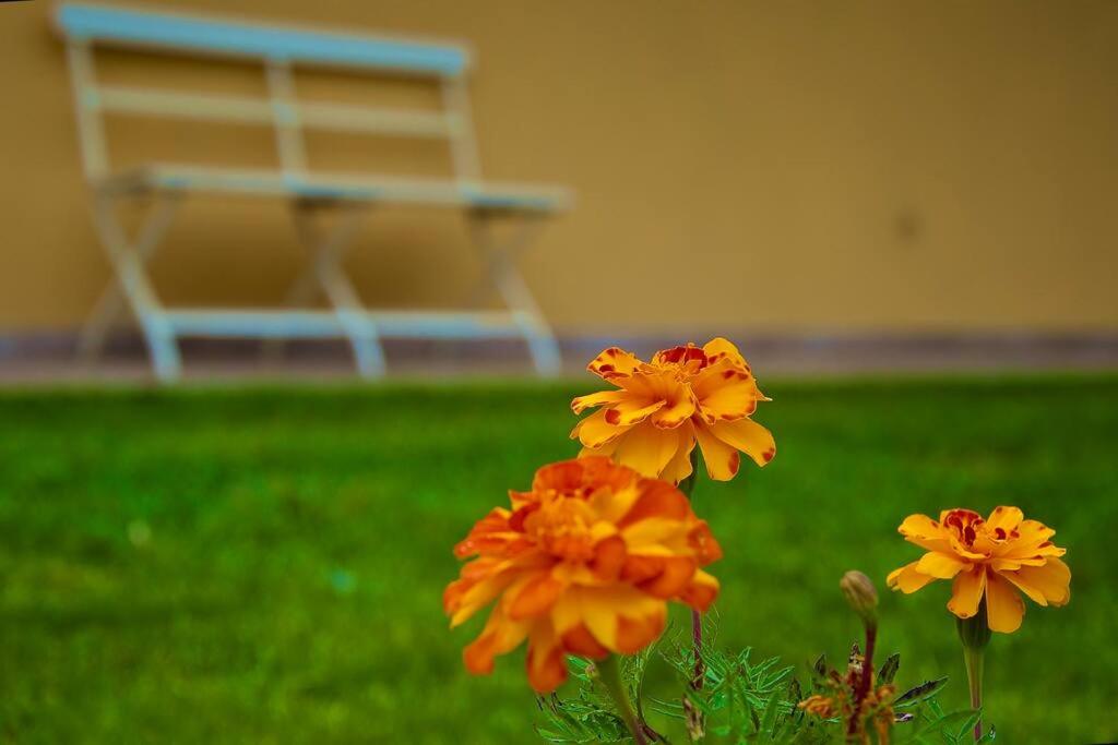 Villa Martina - Oasi Verde photo 3