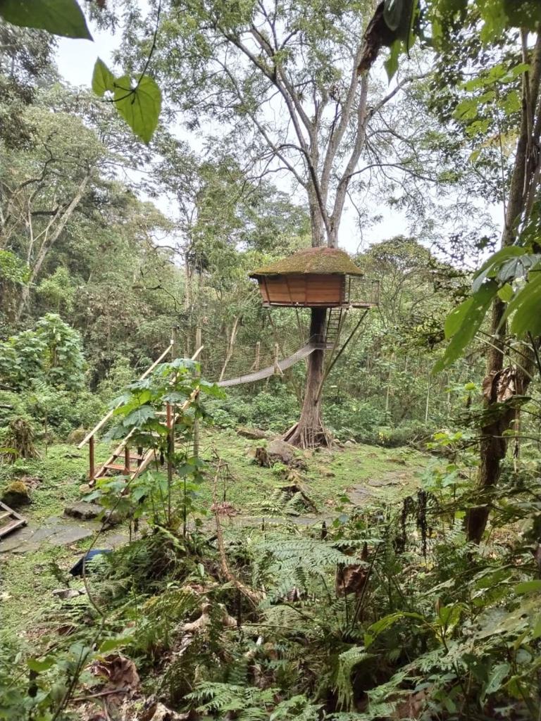Casa del Árbol photo 1