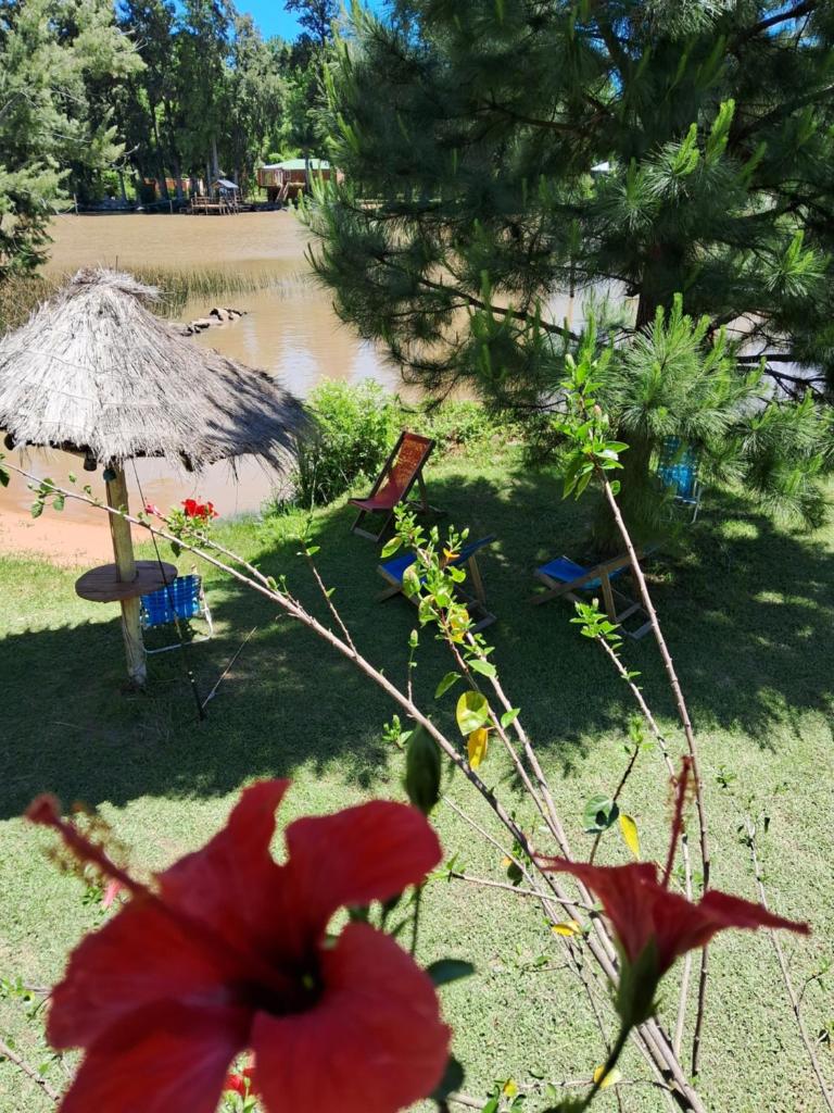 Cabaña “Juancho”(Canal Arias,Tigre) photo 3