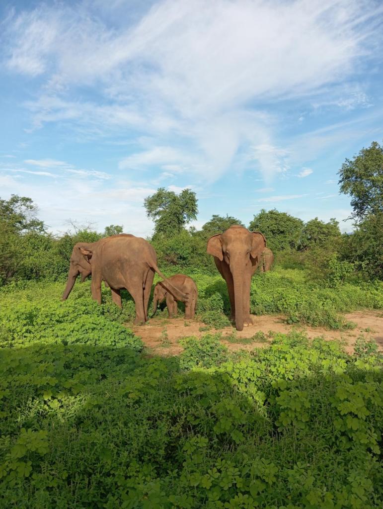 Tusker's Paradise Safari Villa photo 2