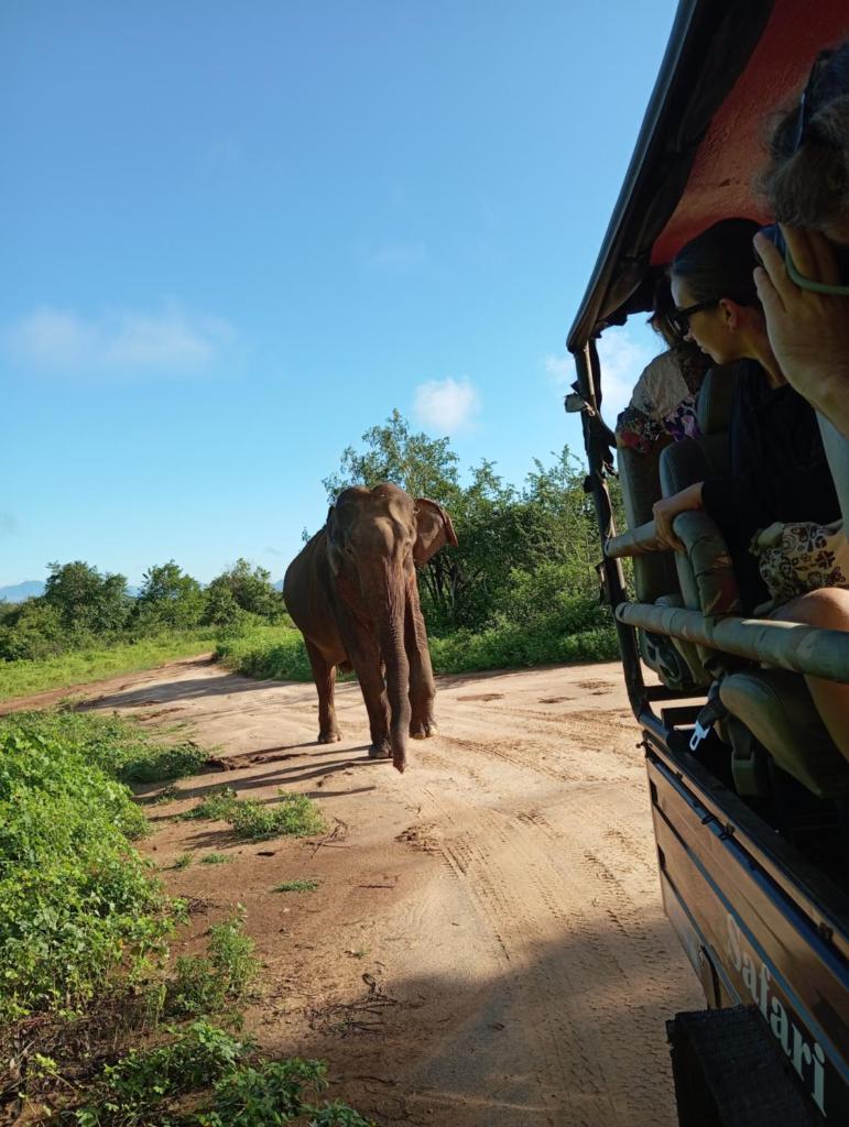 Tusker's Paradise Safari Villa photo 3