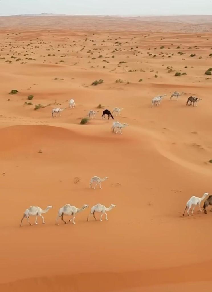 Desert Diamond Private NEW CAMP