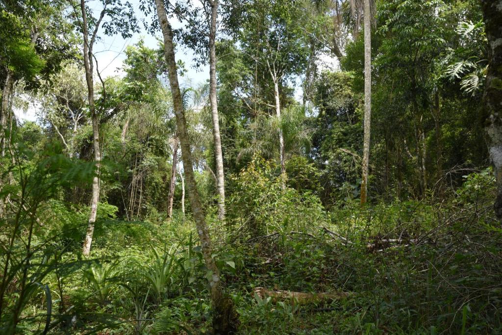 Yerbas del Paraiso photo 2