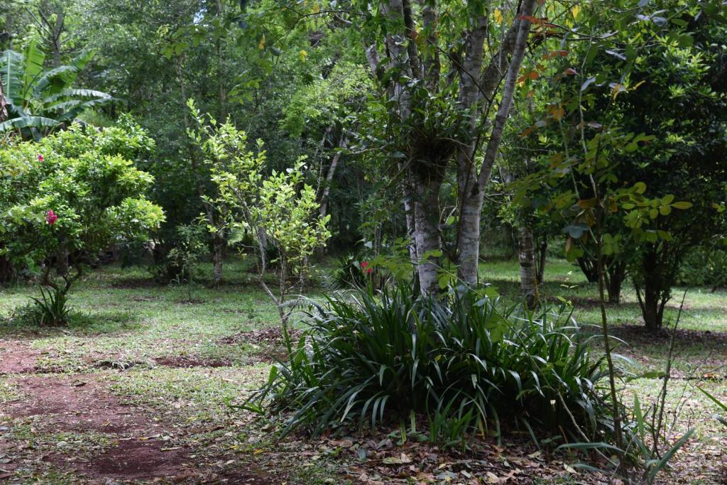 Yerbas del Paraiso photo 4