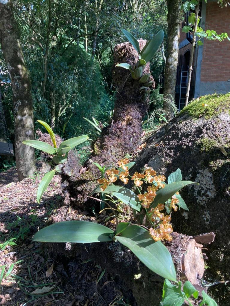 Recanto Alpinista natureza e aventura para família e casais de amigos photo 2