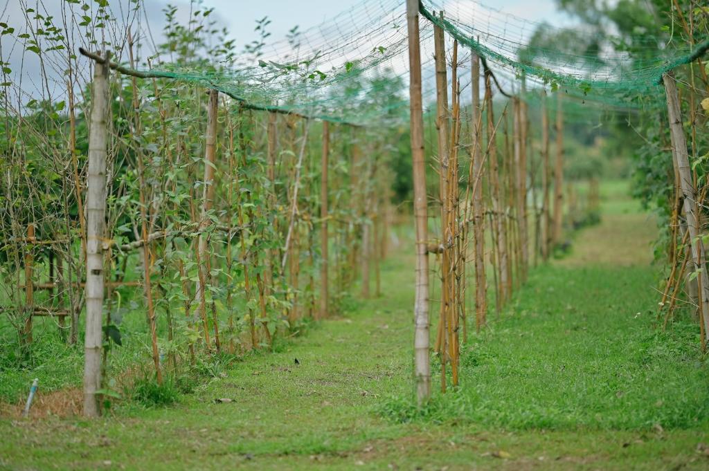 ไร่นภาดลรีสอร์ท photo 4