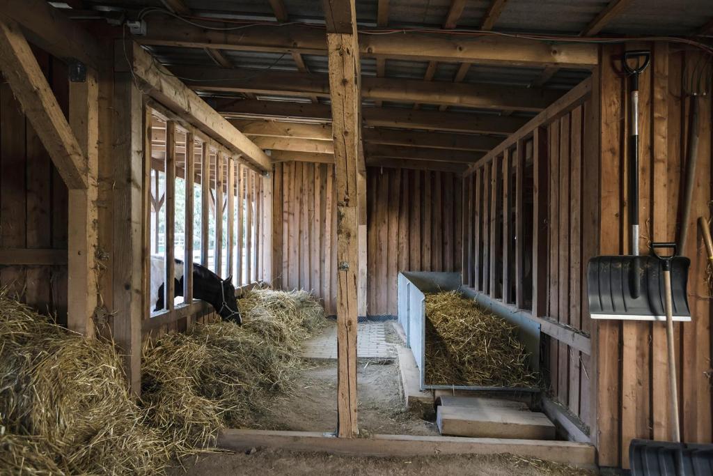 Ranchhouse Bubble - Westernstable - Horse photo 4