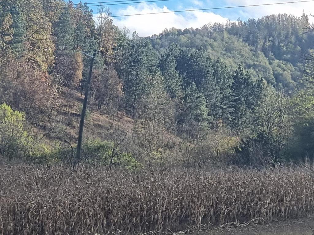 Hacijenda Milosavljević photo 3