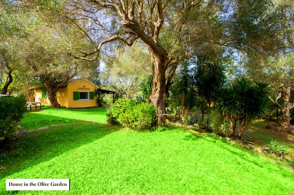 House in the Olive Garden photo 1