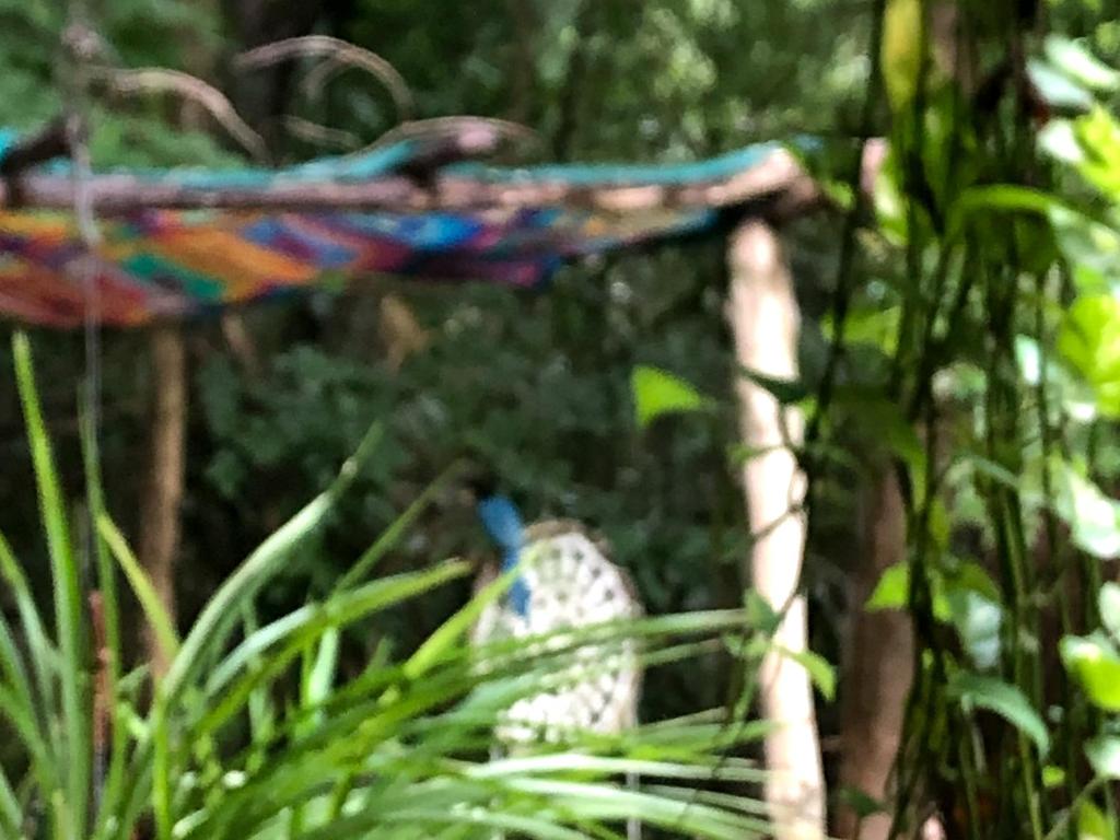 Casa Tzalam Tulum selva photo 1