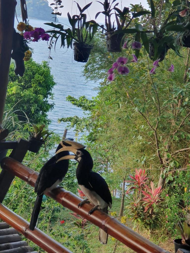Littleduck bungalow Koh Chang Ranong photo 3