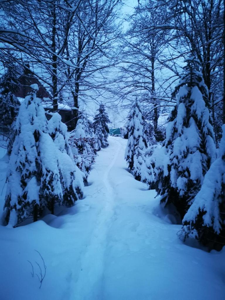 Cabana Valea Rea, Boga photo 1