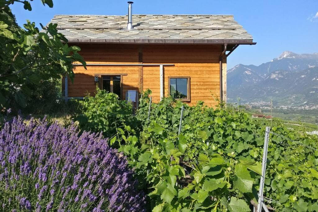 La Mijonnette des vignes photo 2