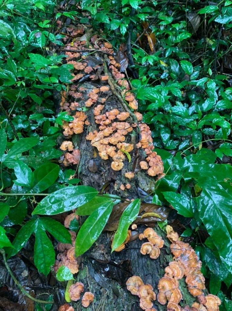 Aroma Cat Ba Sea View Hotel