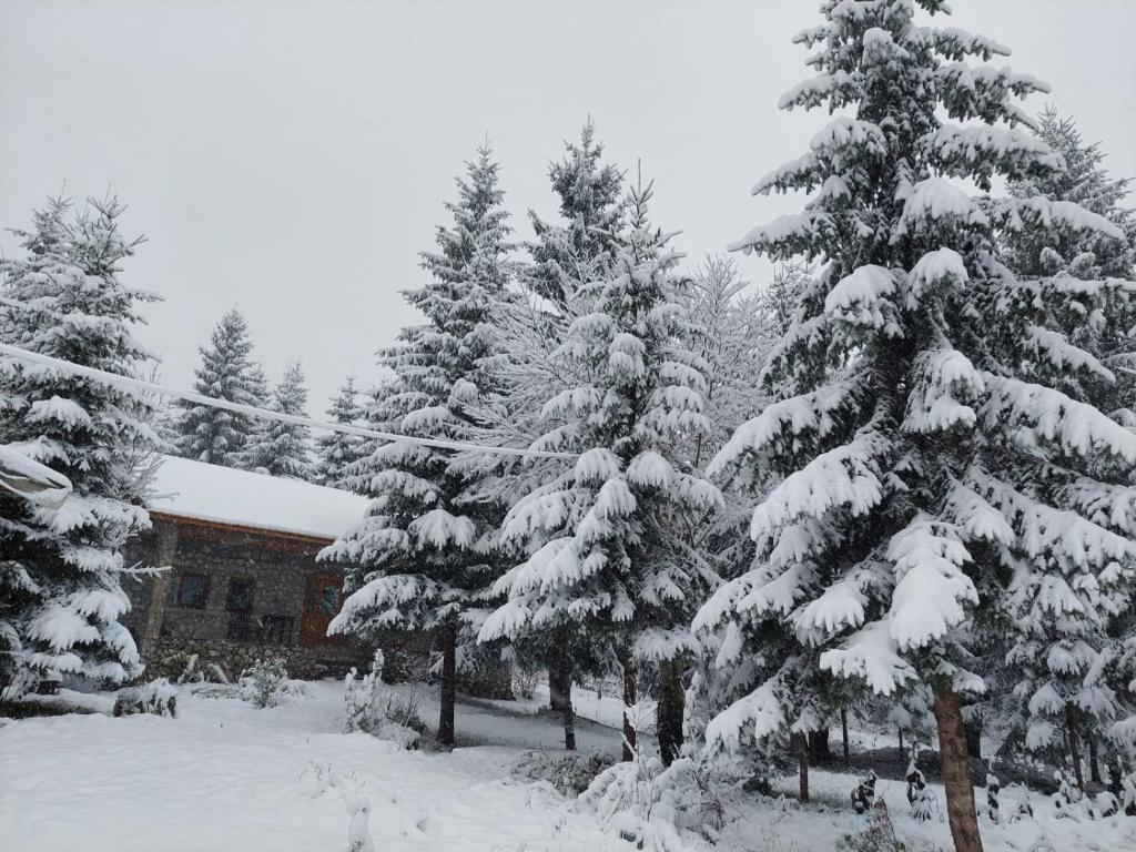 Guest house Hyrmet Demushi photo 2