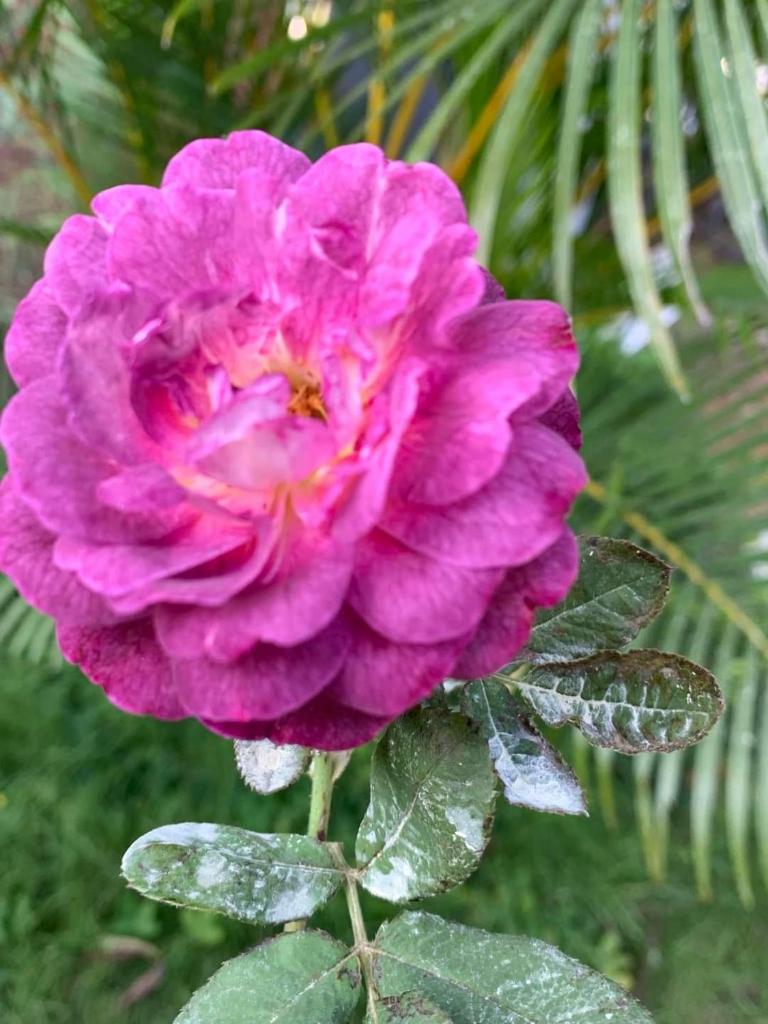 Moon Villa E2.10 Venus by Flamingo Đại Lải