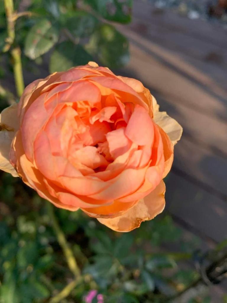 Moon Villa E2.10 Venus by Flamingo Đại Lải