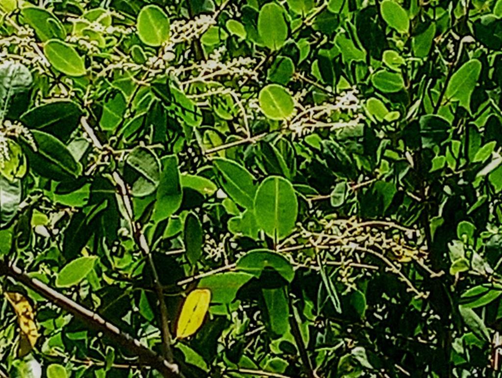 Mangue em flor photo 2
