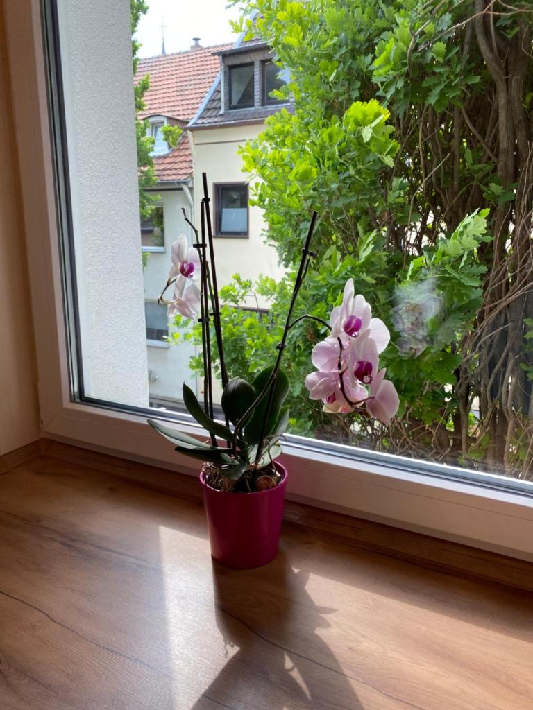 Apartment am Schloss photo 1