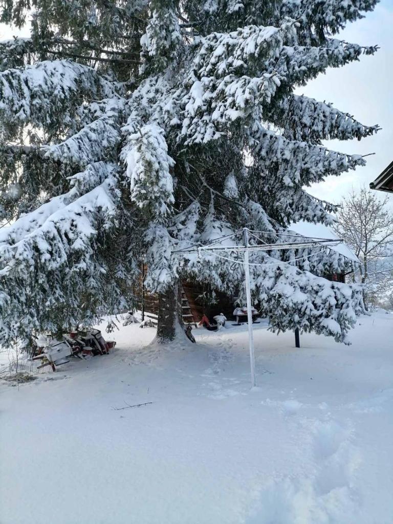Kućica za odmor-Borova glava photo 3