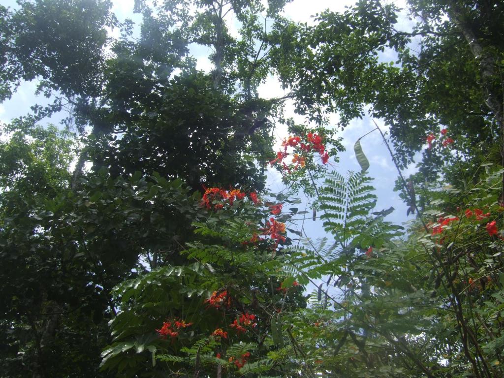 Itapoa Reserve photo 4