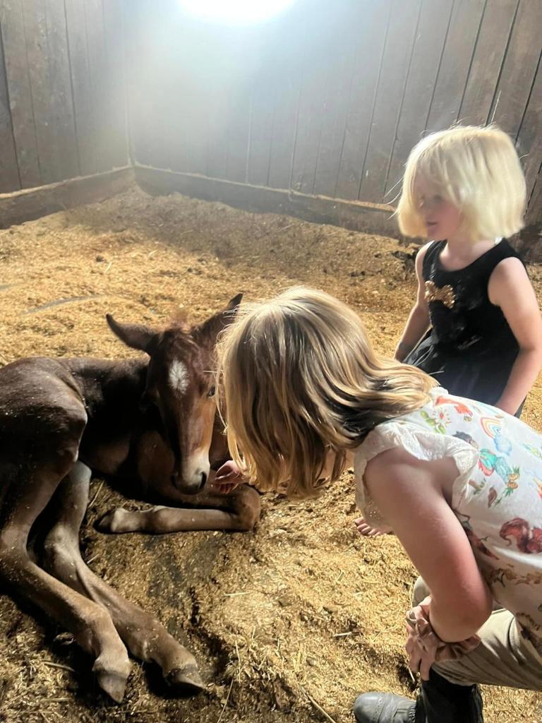 Ultimate Horse Experience photo 1