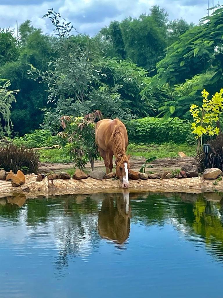 Dhyaana Farms photo 2