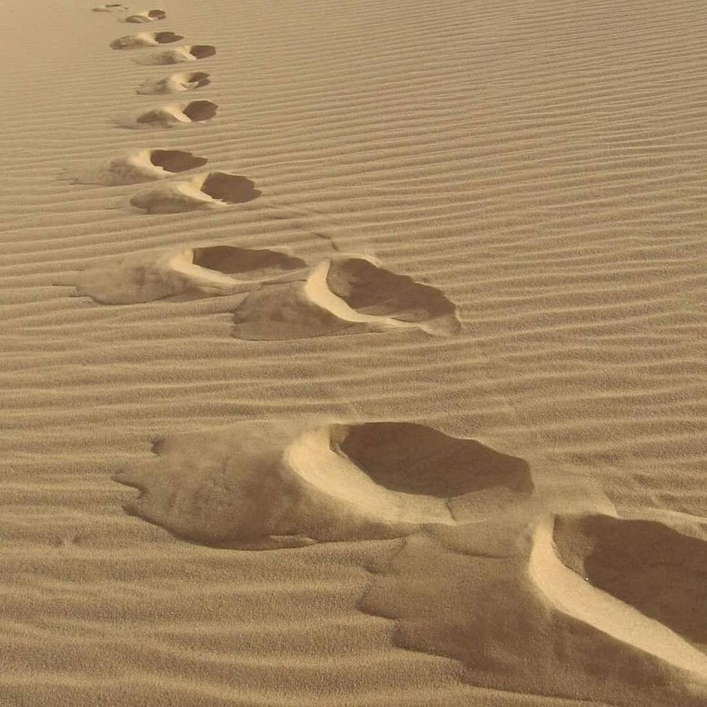 White desert & Black desert camb photo 4