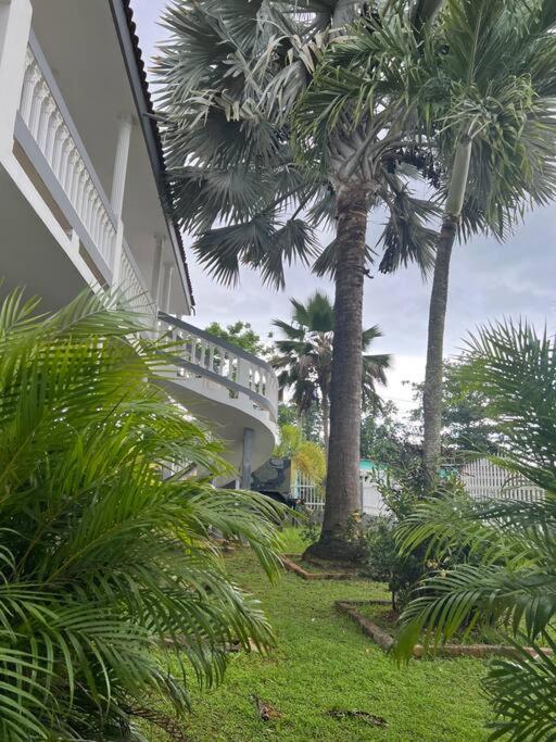 Caribbean Dreams photo 4